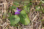 Alpine violet